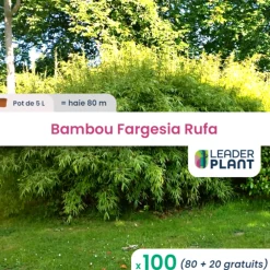 Leaderplant - 100 x bambou fargesia rufa en pot de 5 l Clearance