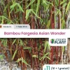 Leaderplant - 11 x bambou fargesia asian wonder en pot de 2 l Sale