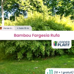 Leaderplant - 11 x bambou fargesia rufa en pot de 5 l Sale