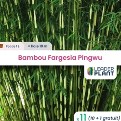 Leaderplant - 11 x bambou fargesia pingwu en pot de 1 l Sale