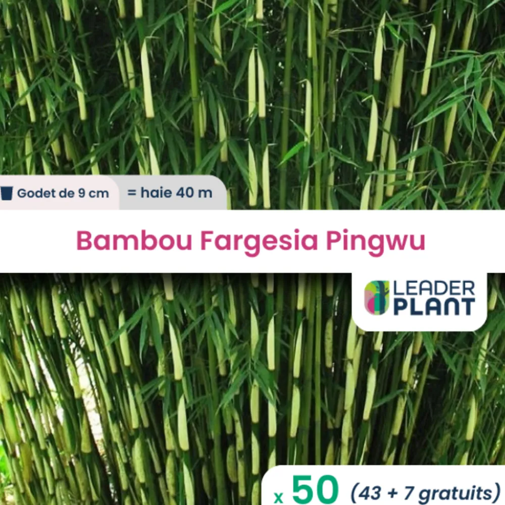 Leaderplant - 50 x bambou fargesia pingwu en godet Clearance