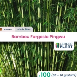 Leaderplant - 100 x bambou fargesia pingwu en pot de 1 l Outlet