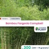 Leaderplant - 300 x bambou fargesia campbell en pot de 1 l Clearance