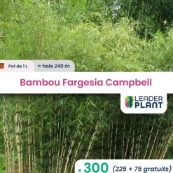 Leaderplant - 300 x bambou fargesia campbell en pot de 1 l Clearance