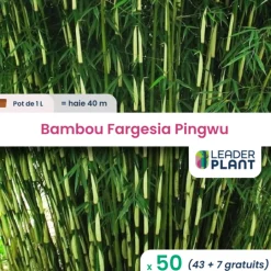 Leaderplant - 50 x bambou fargesia pingwu en pot de 1 l Discount