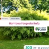 Leaderplant - 100 x bambou fargesia rufa en pot de 1 l New