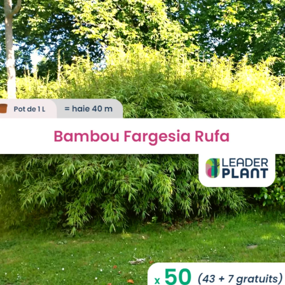 Leaderplant - 50 x bambou fargesia rufa en pot de 1 l Clearance