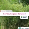 Leaderplant - 11 x bambou fargesia campbell en pot de 1 l Sale