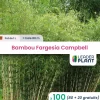 Leaderplant - 100 x bambou fargesia campbell en pot de 1 l Best