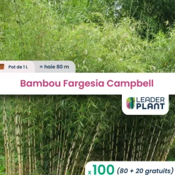 Leaderplant - 100 x bambou fargesia campbell en pot de 1 l Best