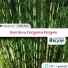 Leaderplant - 11 x bambou fargesia pingwu en godet Clearance