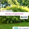 Leaderplant - 300 x bambou fargesia rufa en pot de 1 l New
