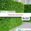 Leaderplant - 50 x charme commun en godet New