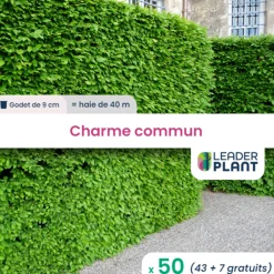 Leaderplant - 50 x charme commun en godet New