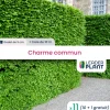 Leaderplant - 11 x charme commun en godet Sale