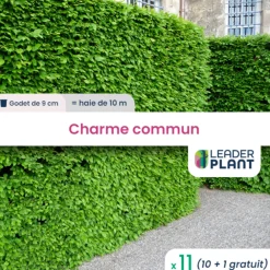 Leaderplant - 11 x charme commun en godet Sale