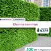 Leaderplant Plantes De Haies | - 100 x charme commun en godet