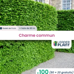 Leaderplant Plantes De Haies | - 100 x charme commun en godet