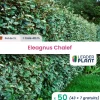 Leaderplant - 50 x eleagnus ebbingei en pot de 2 l Online