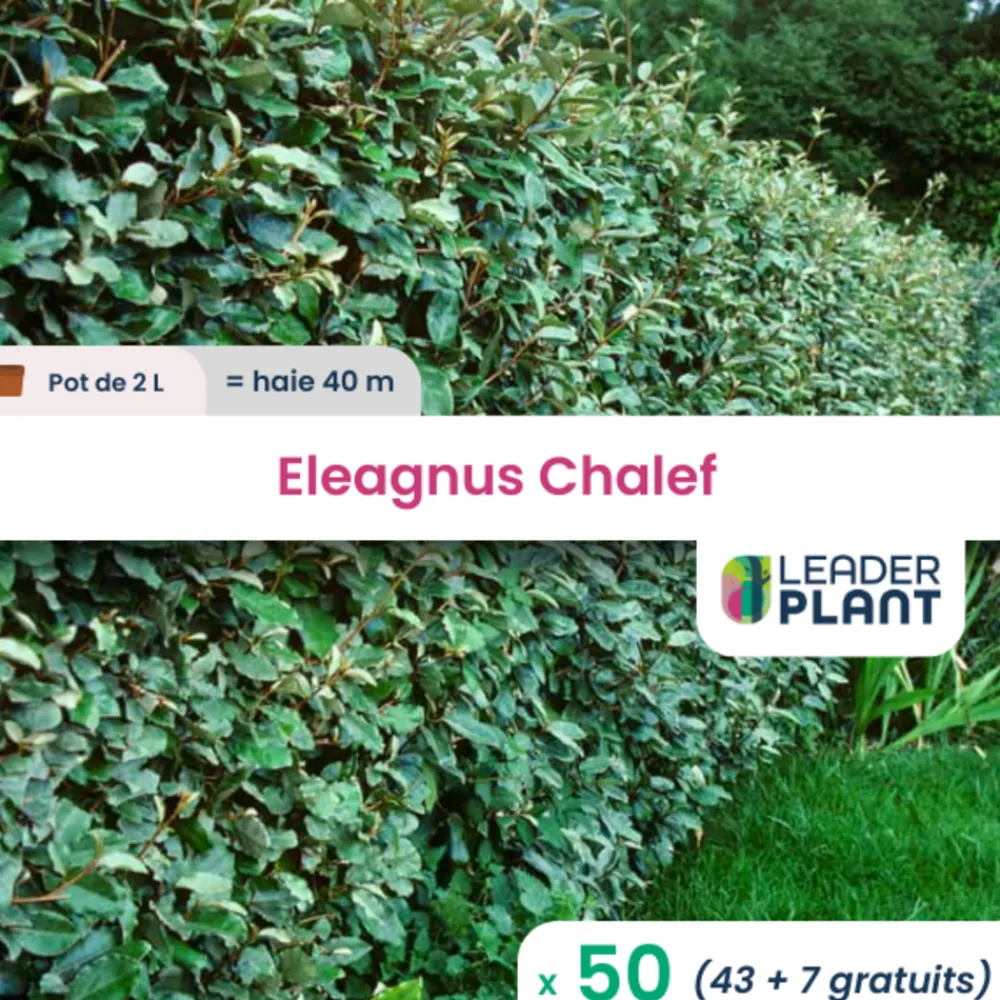 Leaderplant - 50 x eleagnus ebbingei en pot de 2 l Online