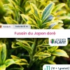 Leaderplant - 11 x fusain du japon doré en pot de 1 l Clearance