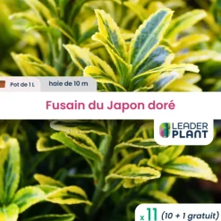 Leaderplant - 11 x fusain du japon doré en pot de 1 l Clearance