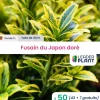 Leaderplant Plantes De Haies | - 50 x fusain du japon doré en pot de 1 l