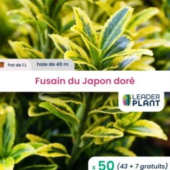 Leaderplant Plantes De Haies | - 50 x fusain du japon doré en pot de 1 l