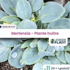 Leaderplant - 11 x mertensia au goût d'huitre en godet Online