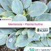 Leaderplant Plantes De Terre De Bruyère | - 50 x mertensia au goût d'huitre en godet