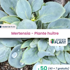 Leaderplant Plantes De Terre De Bruyère | - 50 x mertensia au goût d'huitre en godet
