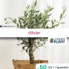 Leaderplant Fruitiers Et Agrumes | - 50 x olivier en godet