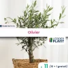 Leaderplant Fruitiers Et Agrumes | - 11 x olivier en godet