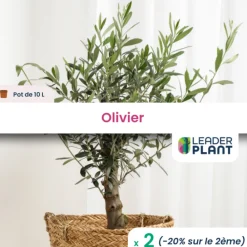 Leaderplant - 2 x olivier en pot de 10 l Best