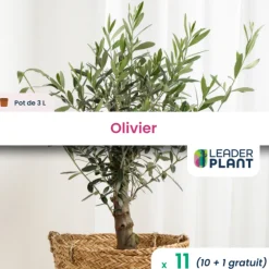 Leaderplant - 11 x olivier en pot de 3 l Outlet
