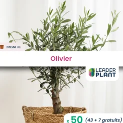 Leaderplant Fruitiers Et Agrumes | - 50 x olivier en pot de 3 l