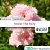 Leaderplant - 100 x rosier paysager the fairy en godet Sale