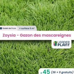 Leaderplant - 45 x zoysia - gazon des mascareignes en godet Outlet
