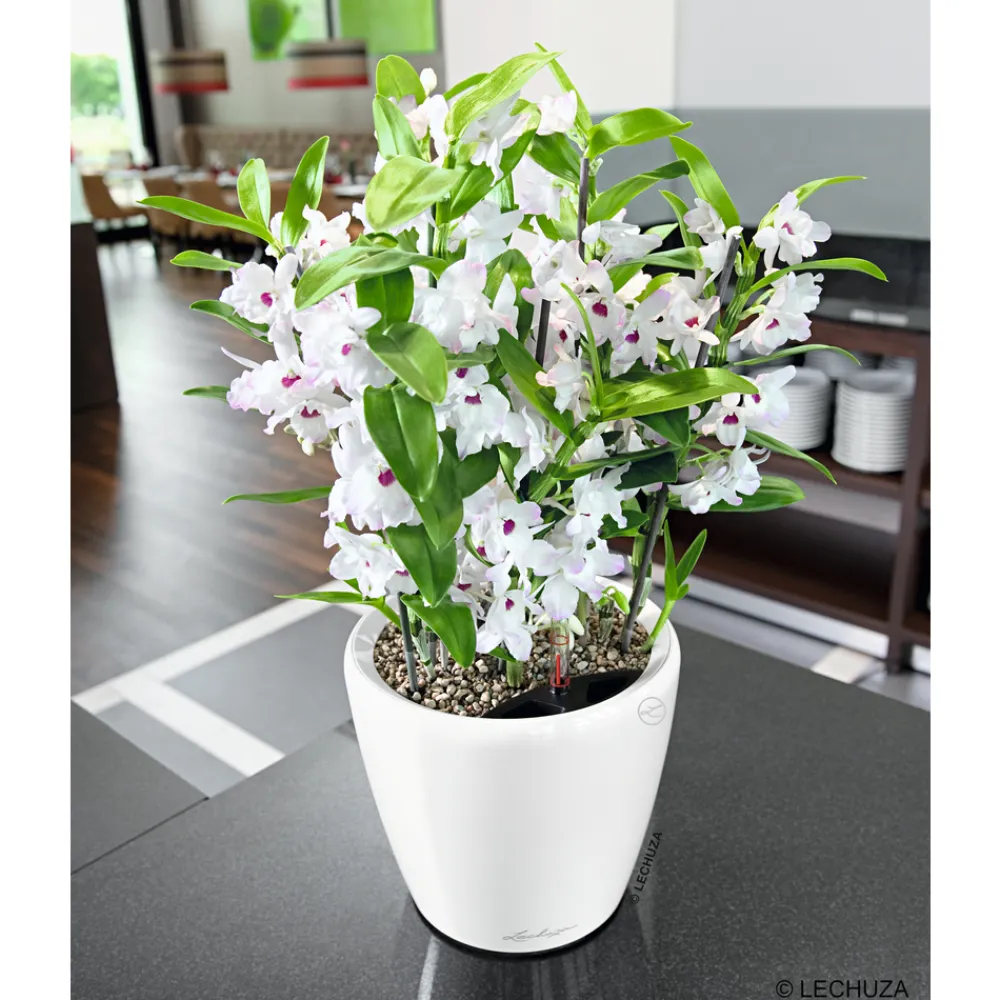 Lechuza - Pot Classico Premium, coloris blanc D.35cm New