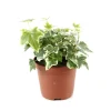 NA Lierre paché: pot d.9/10 cm Best