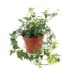 NA Lierre : pot D.13cm Outlet