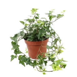 NA Lierre : pot D.13cm Outlet