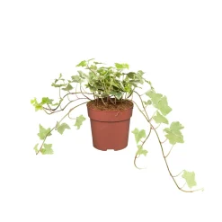 NA Lierre : pot D.13cm Outlet