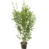 NA Arbres Et Arbustes|Plantes De Haies | Ligustrum ovalifolium : H 100/125 cm : ctr 10 litres