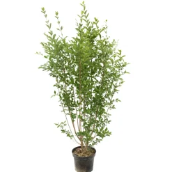 NA Arbres Et Arbustes|Plantes De Haies | Ligustrum ovalifolium : H 100/125 cm : ctr 10 litres