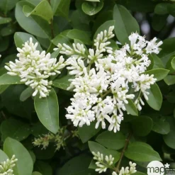 NA Arbres Et Arbustes|Plantes De Haies | Ligustrum ovalifolium : H 100/125 cm : ctr 10 litres