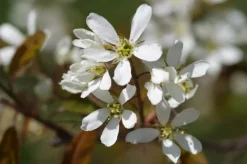 Ma Pépinière MA PÉPINIÈRE - Amelanchier canadensis glenform c15l baliveau 150/250 cm (hors pot) Clearance