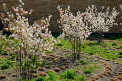 Ma Pépinière MA PÉPINIÈRE - Amelanchier canadensis glenform c15l baliveau 150/250 cm (hors pot) Clearance