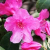 Ma Pépinière Plantes De Terre De Bruyère | MA PÉPINIÈRE - Azalea encore carnival rose soutenu c4l