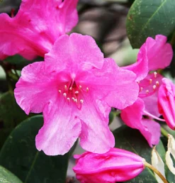 Ma Pépinière Plantes De Terre De Bruyère | MA PÉPINIÈRE - Azalea encore carnival rose soutenu c4l